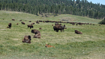 Custer State Park SD 04082 RX10 III.jpg