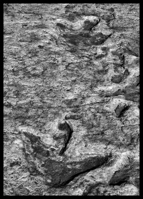 Tuba City Dinosaur Tracks DSC07847 raw_HDR.jpg