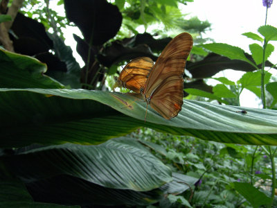 Niagara Falls Butterflies DSC00080 (Wildlife).jpg