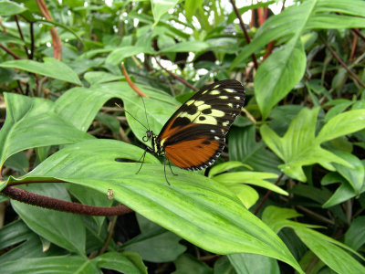 Niagara Falls Butterflies DSC00081 (Wildlife).jpg