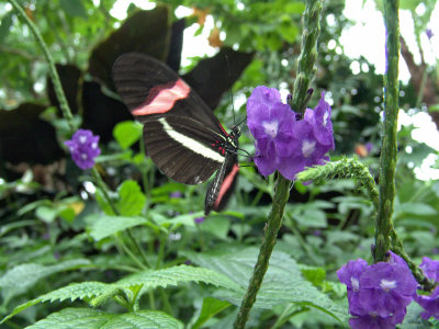 Niagara Falls Butterflies DSC00085 (Wildlife).jpg