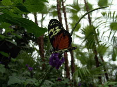 Niagara Falls Butterflies DSC00086 (Wildlife).jpg