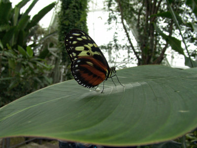 Niagara Falls Butterflies DSC00088 (Wildlife).jpg