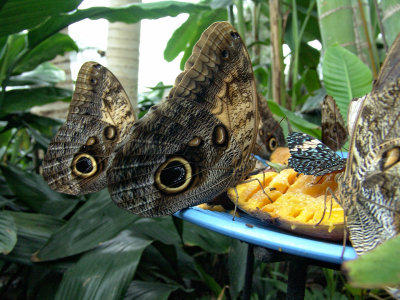 Niagara Falls Butterflies DSC00089 (Wildlife).jpg