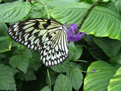 Niagara Falls Butterflies DSC00090 (Wildlife).jpg