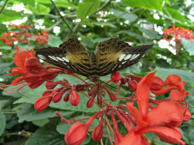 Niagara Falls Butterflies DSC00091 (Wildlife).jpg