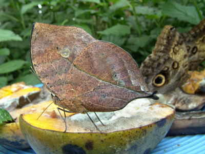 Niagara Falls Butterflies DSC00097 (Wildlife).jpg