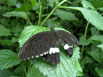 Niagara Falls Butterflies DSC00098 (Wildlife).jpg