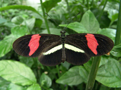 Niagara Falls Butterflies DSC00102 (Wildlife).jpg