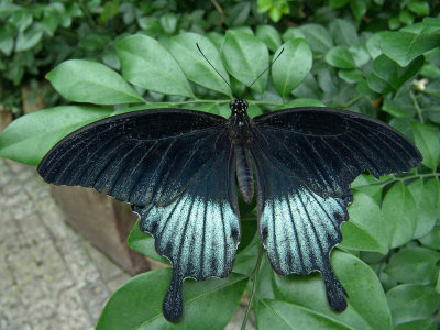 Niagara Falls Butterflies DSC00105 (Wildlife).jpg