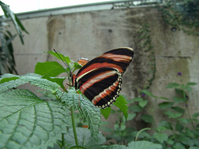 Niagara Falls Butterflies DSC00107 (Wildlife).jpg