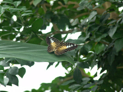 Niagara Falls Butterflies DSC00116 (Wildlife).jpg