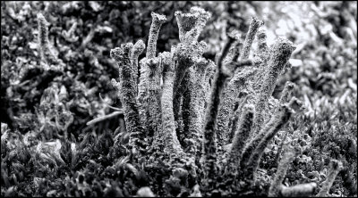DSC00209 B&W.jpg