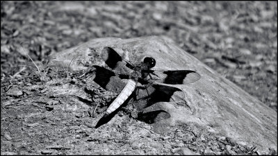 Sapsucker DSC00007 (Wildlife) B&W.jpg