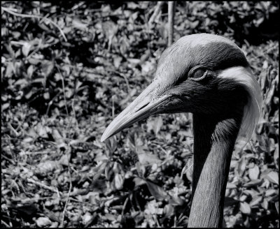 Syyvan Heights NC DSC00975 (Wildlife) B&W.jpg