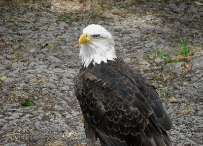 Bald Eagle Animated.gif