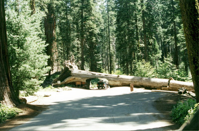 Sequoia Nat Park