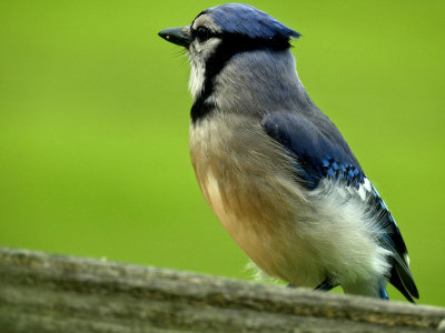 Bluejay