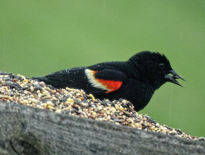 Red Winged Blackbird