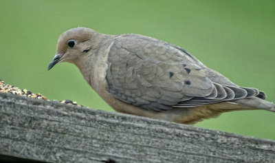 Morning Dove