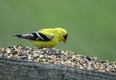 Male 