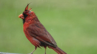 Male Cardinal