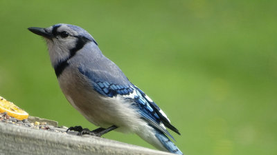 Bluejay