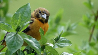 Baltimore Oriole