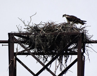 Osprey