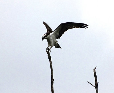 Osprey