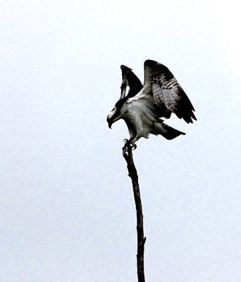 Osprey