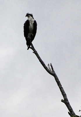 Osprey