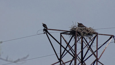 Osprey