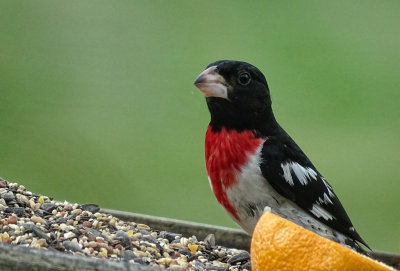 Red Breasted Grosbeak