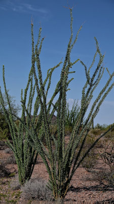 RIV02991 Organ Pipe Cactus Nat Monument _dphdr.jpg
