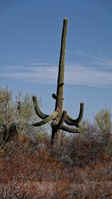 RIV03049 Organ Pipe Cactus Nat Monument _dphdr.jpg