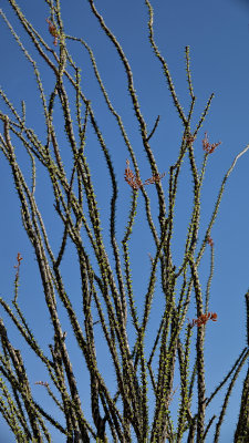 RIV03058 Organ Pipe Cactus Nat Monument _dphdr.jpg