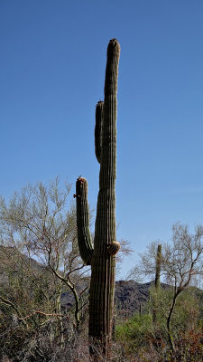 RIV03139 Organ Pipe Cactus Nat Monument _dphdr.jpg