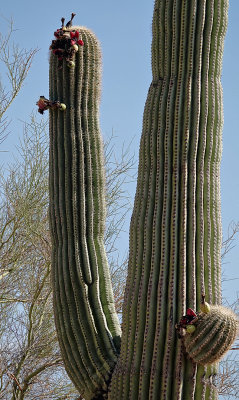 RIV03148 Organ Pipe Cactus Nat Monument _dphdr.jpg