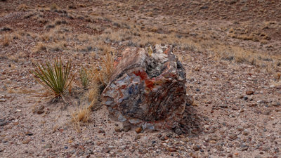 Petrified Forst Nat Pk Arizona ***VIDEO***