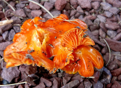 Mushrooms RX404479_dphdr.jpg