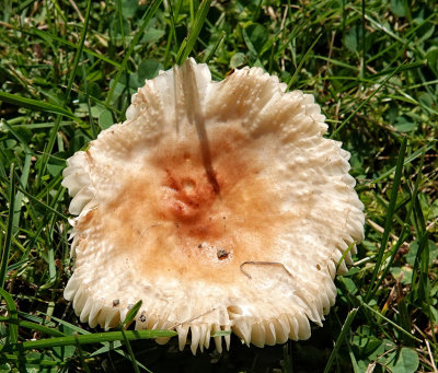 Mushrooms RX404541.jpg