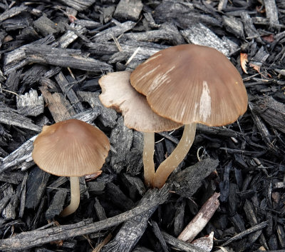 Mushrooms RX404559.jpg