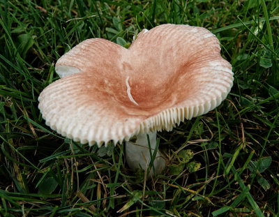 Mushrooms RX404594.jpg