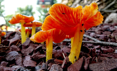 Mushrooms RX404604_dphdr.jpg