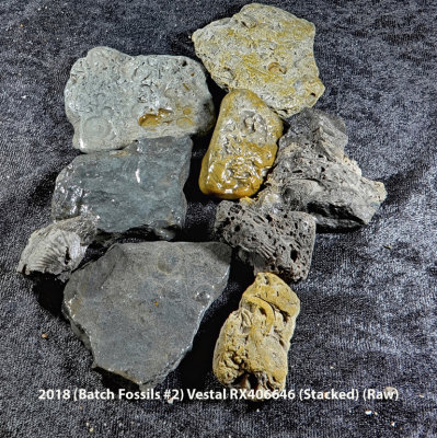 2018 (Batch Fossils #2) Vestal RX406625 (Stacked) (Raw) (Labeled).jpg