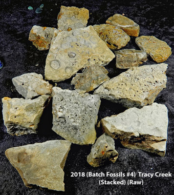 2018 (Batch Fossils #4)  Tracy Creek RX408868 (Stacked) (Raw) (Labeled).jpg