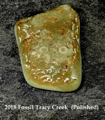 2018 Fossil Tracy Creek RX409375 (Polished).jpg