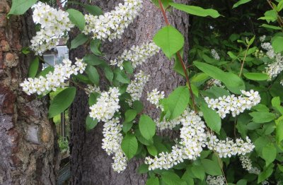 Hagberry tree/European Bird Cherry/ Prunus padus