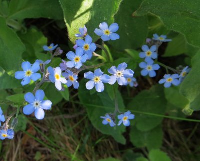 Forget-me-nots  